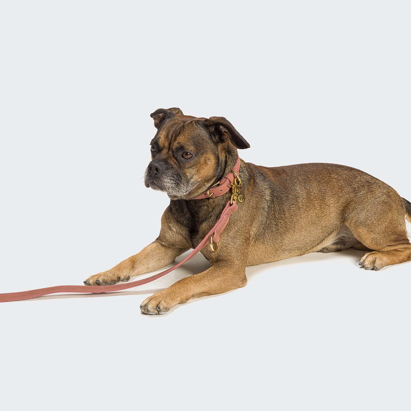 Hundehalsband Tiergarten Peach - Image 5