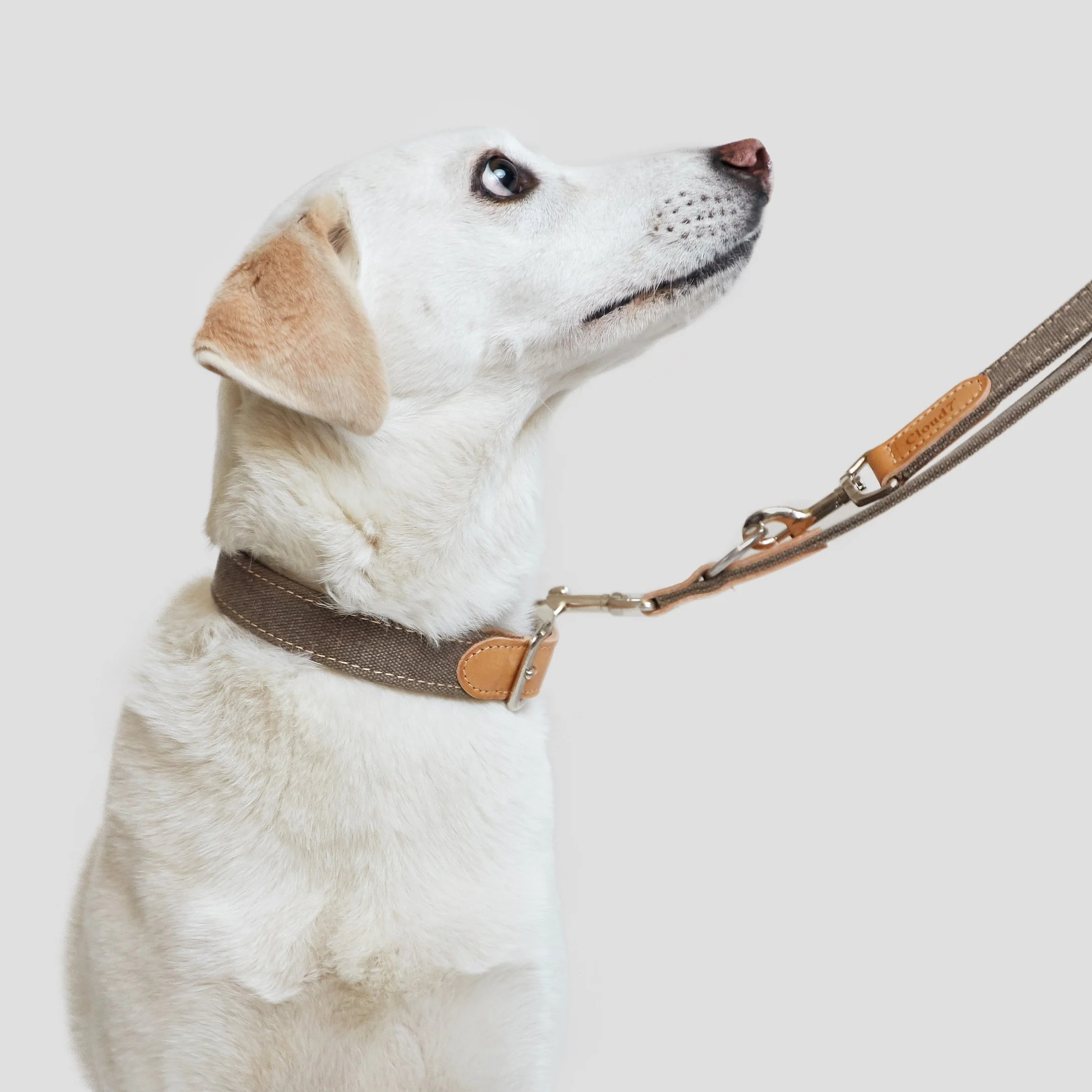 Hundehalsband Tivoli Greige
