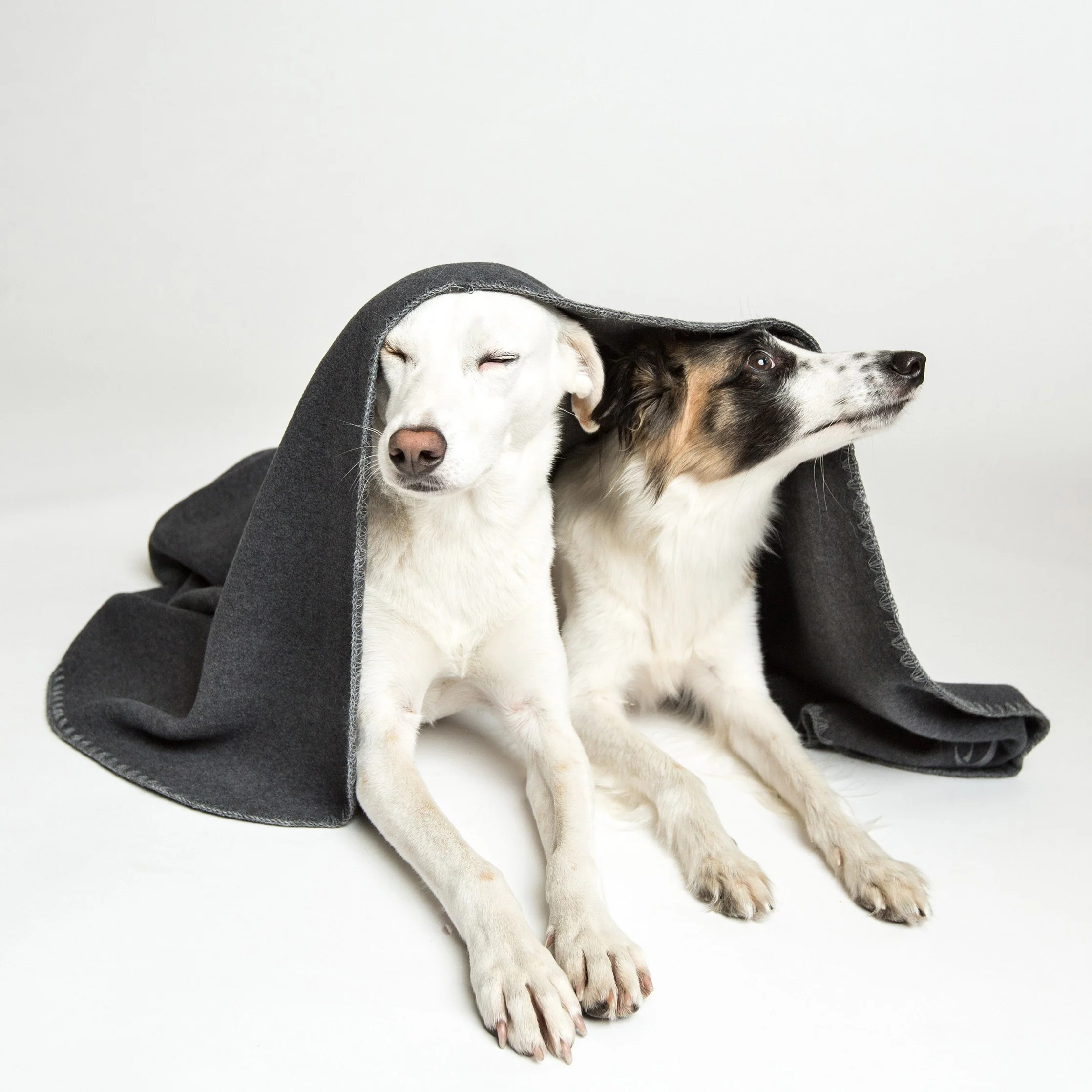 Hundedecke Soft Fleece Dark Grey - Image 7