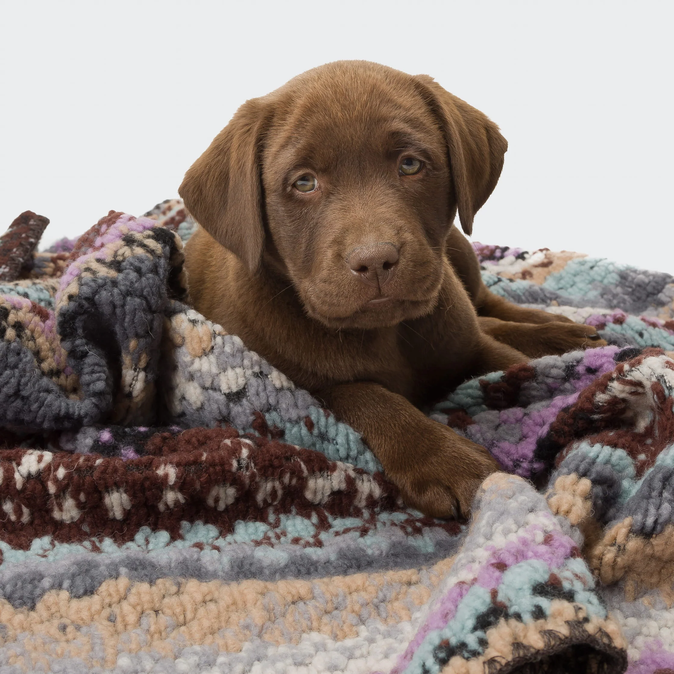 Hundedecke Woodstock - Image 5