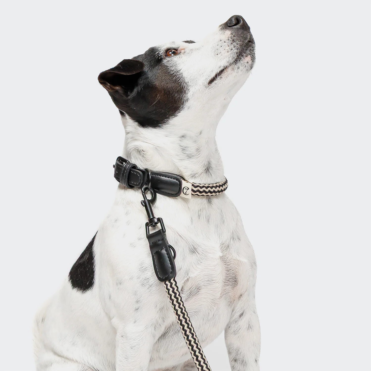 Hundehalsband Mauerpark Zigzag Black