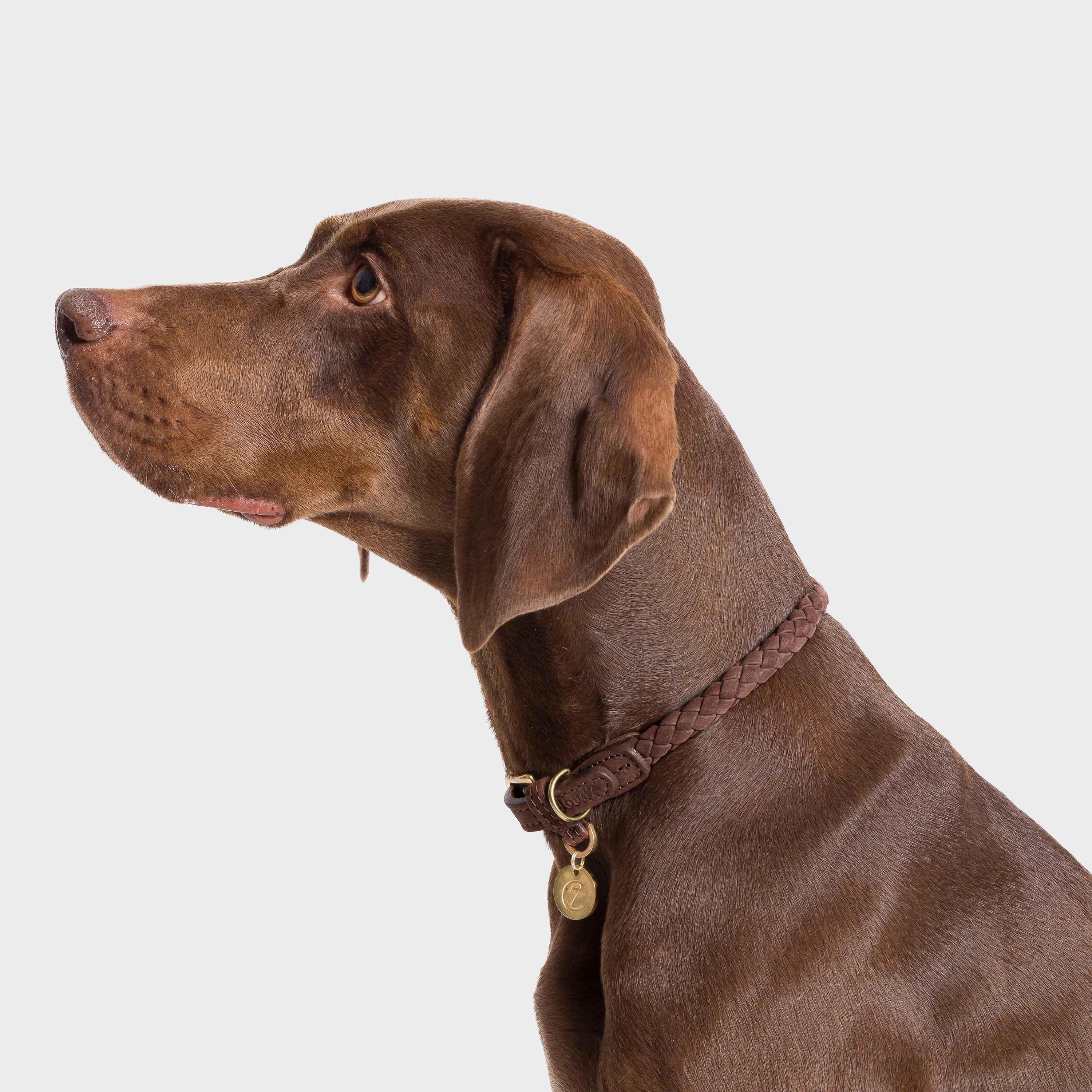 Hundehalsband Ravello Hazel - Image 3