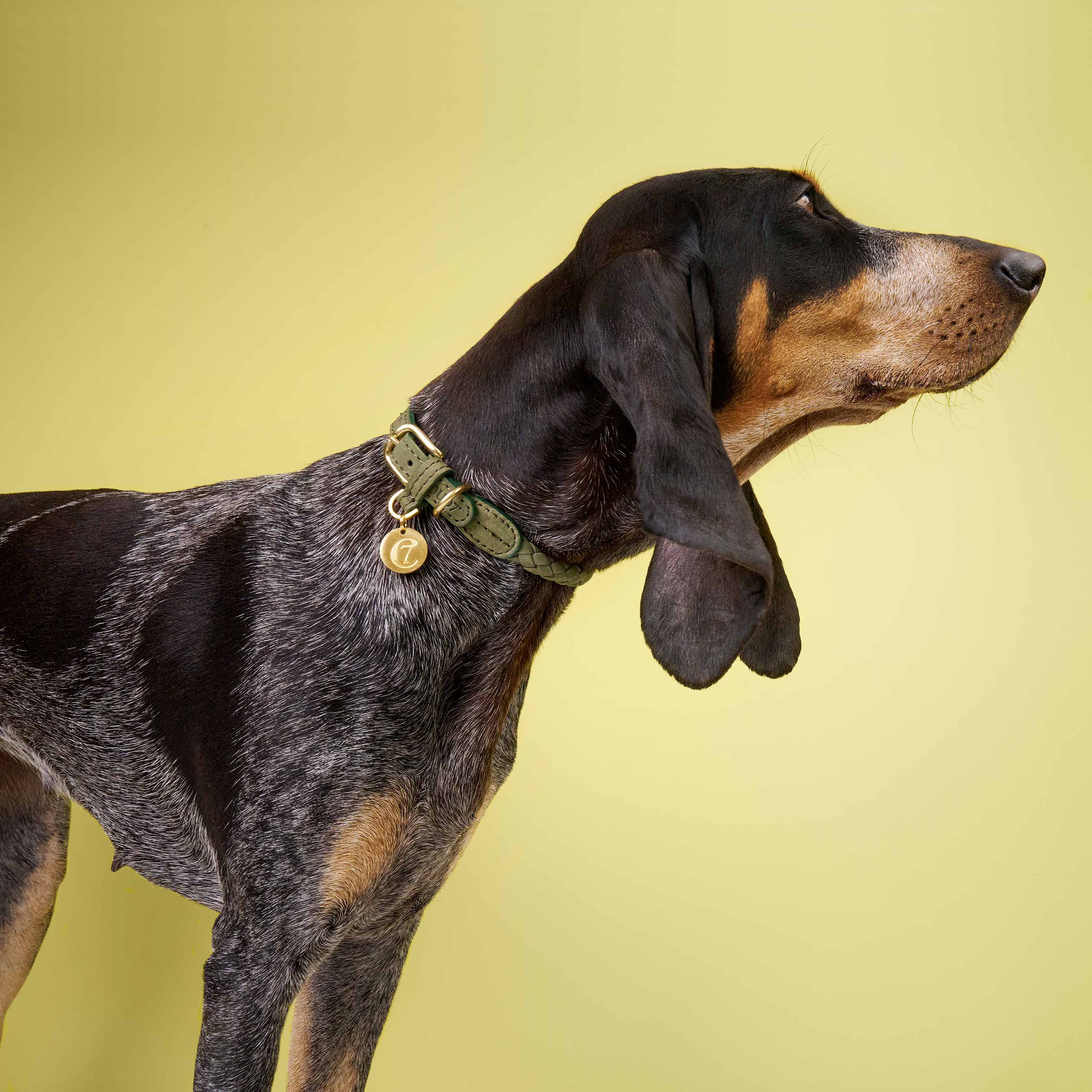 Hundehalsband Ravello Moss - Image 3