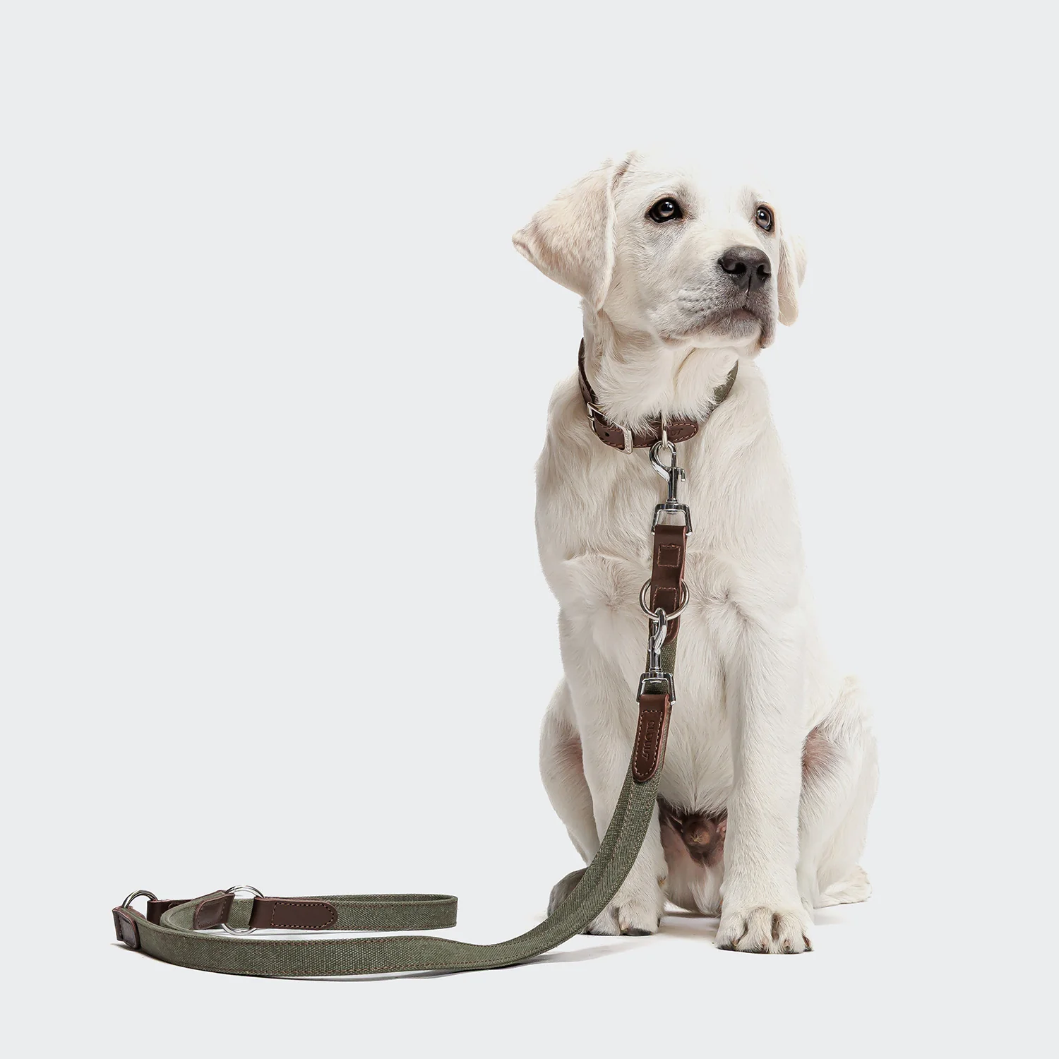 Hundeleine Tivoli Olive