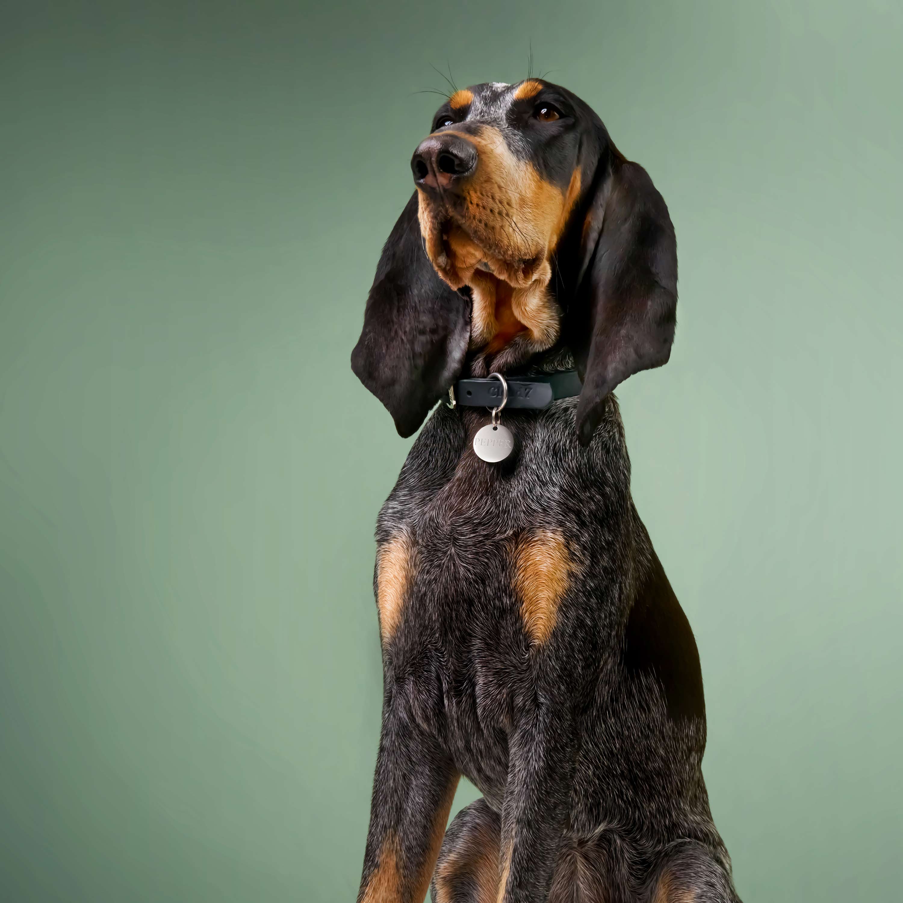 Hundemarke mit Gravur Silber (einseitig) - Image 2