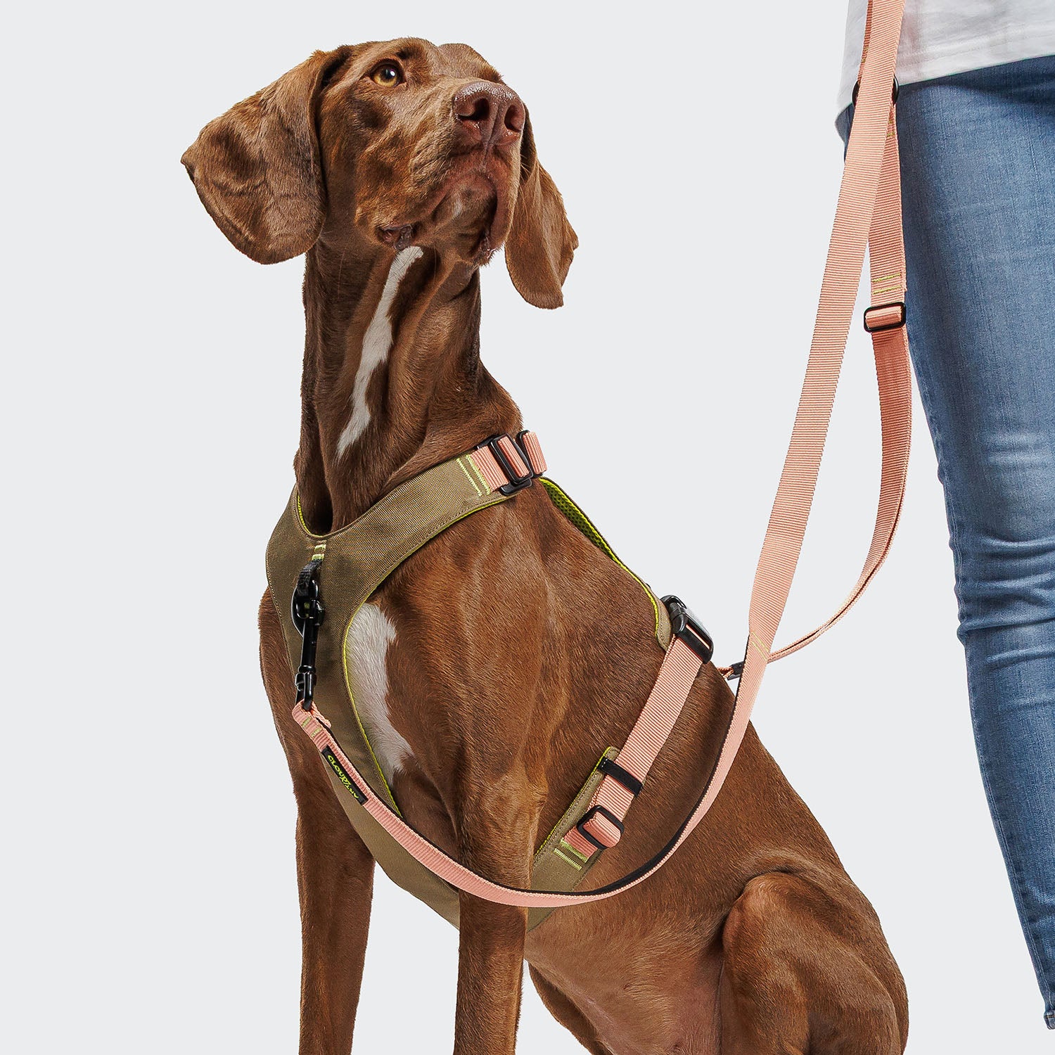 Y-2 Geschirr AKTIV Cordura Peach - Image 4
